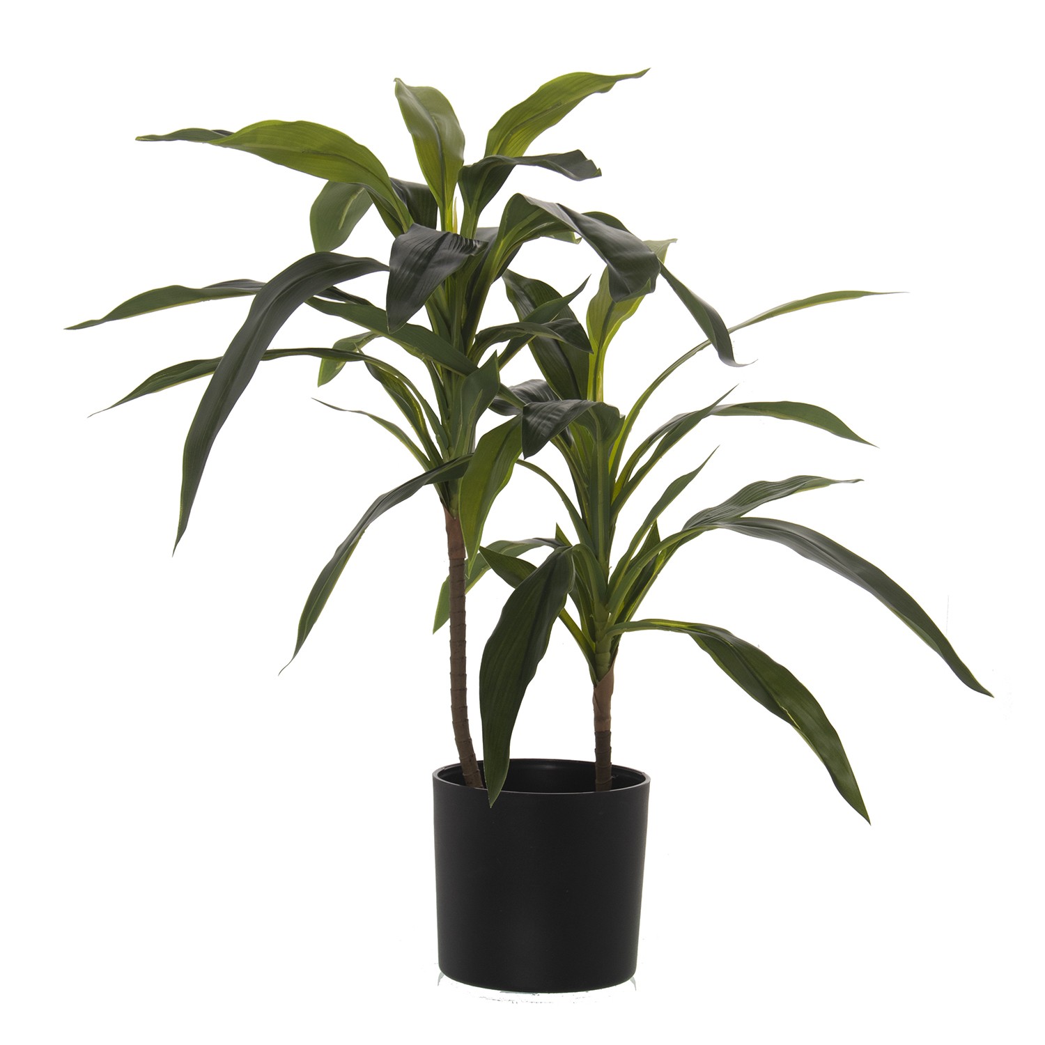 35596-planta-yuca-60-cm.jfif