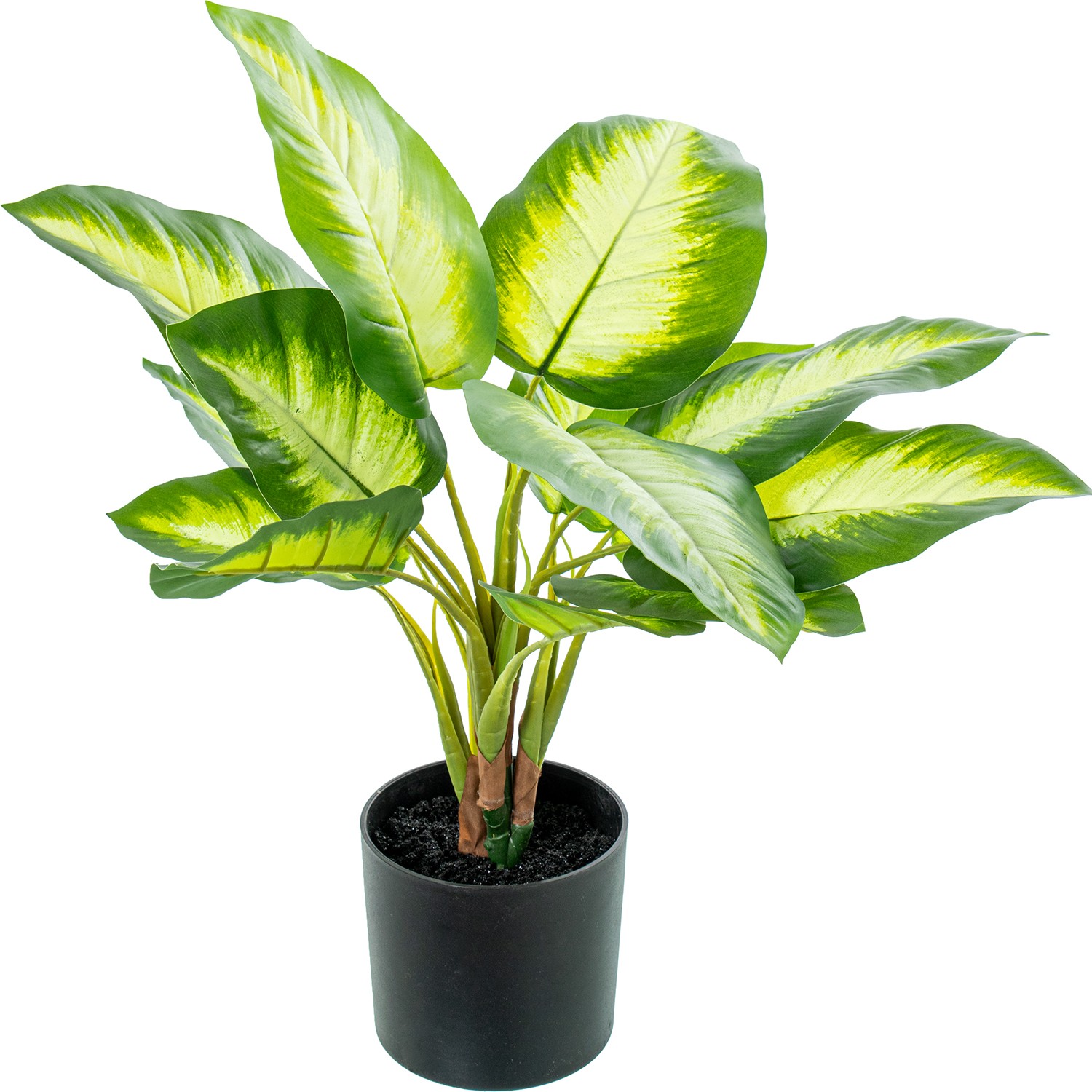 35876-planta-aglaonema-50-cm.jfif