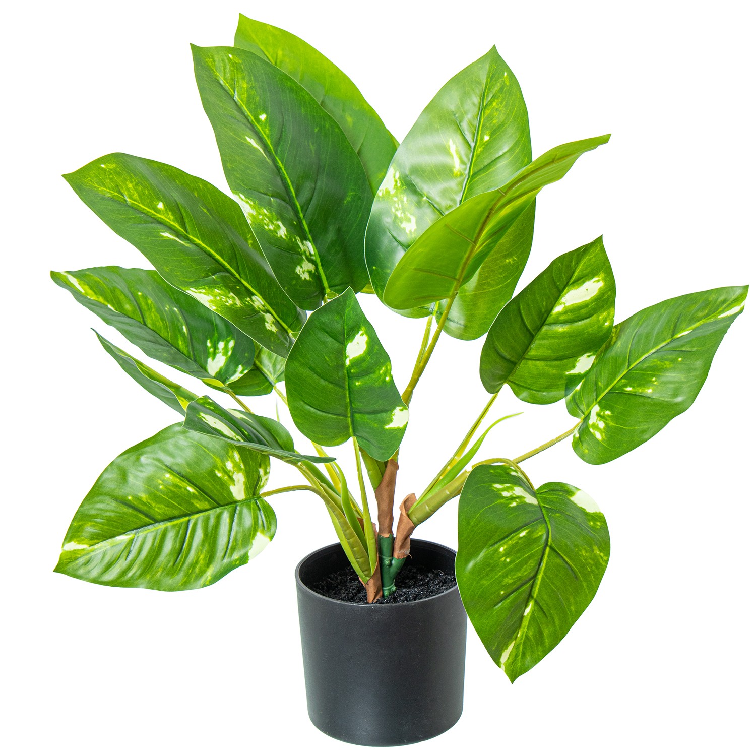 35982-planta-enredadera-50-cm.jfif