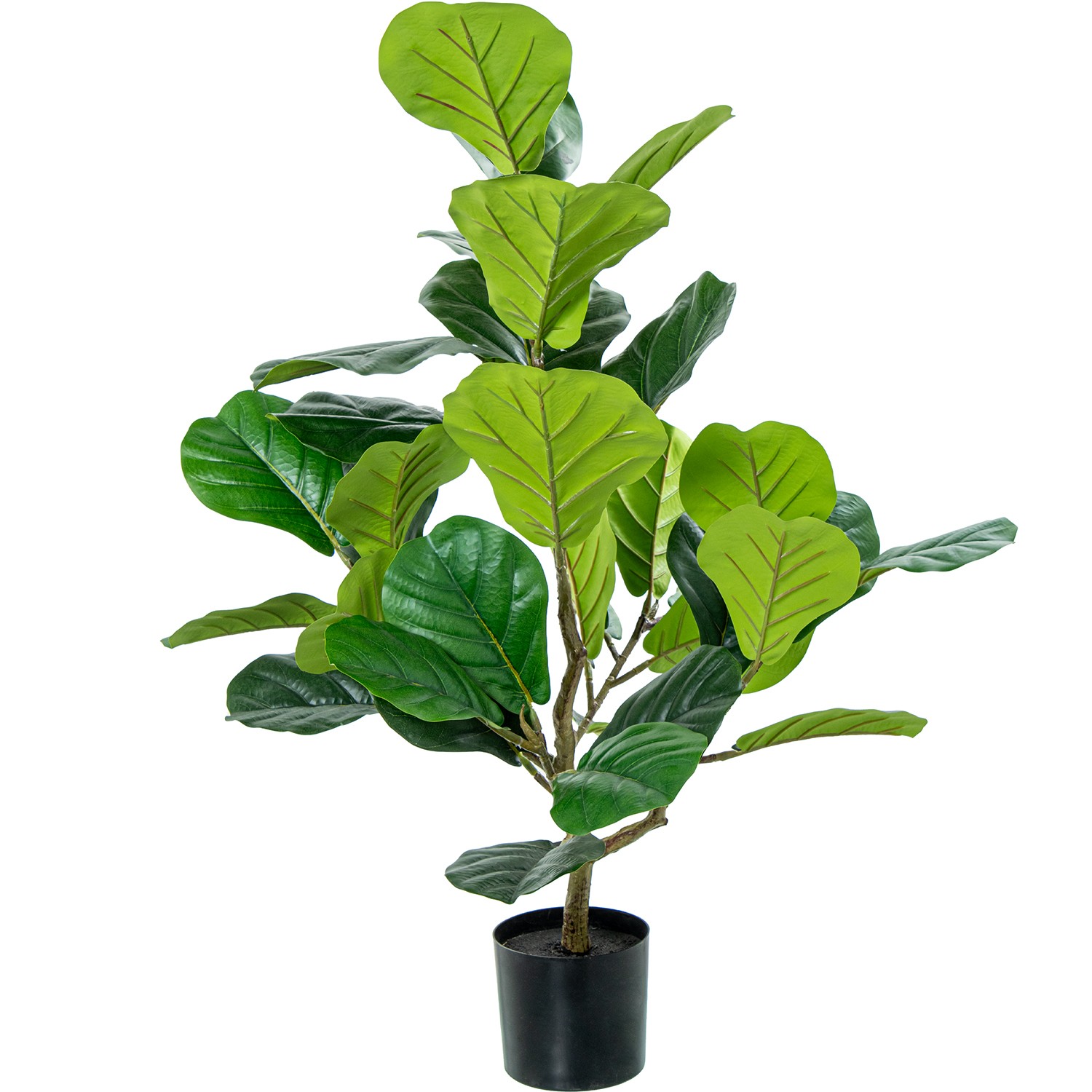 36012-planta-ficus-90-cm.jfif