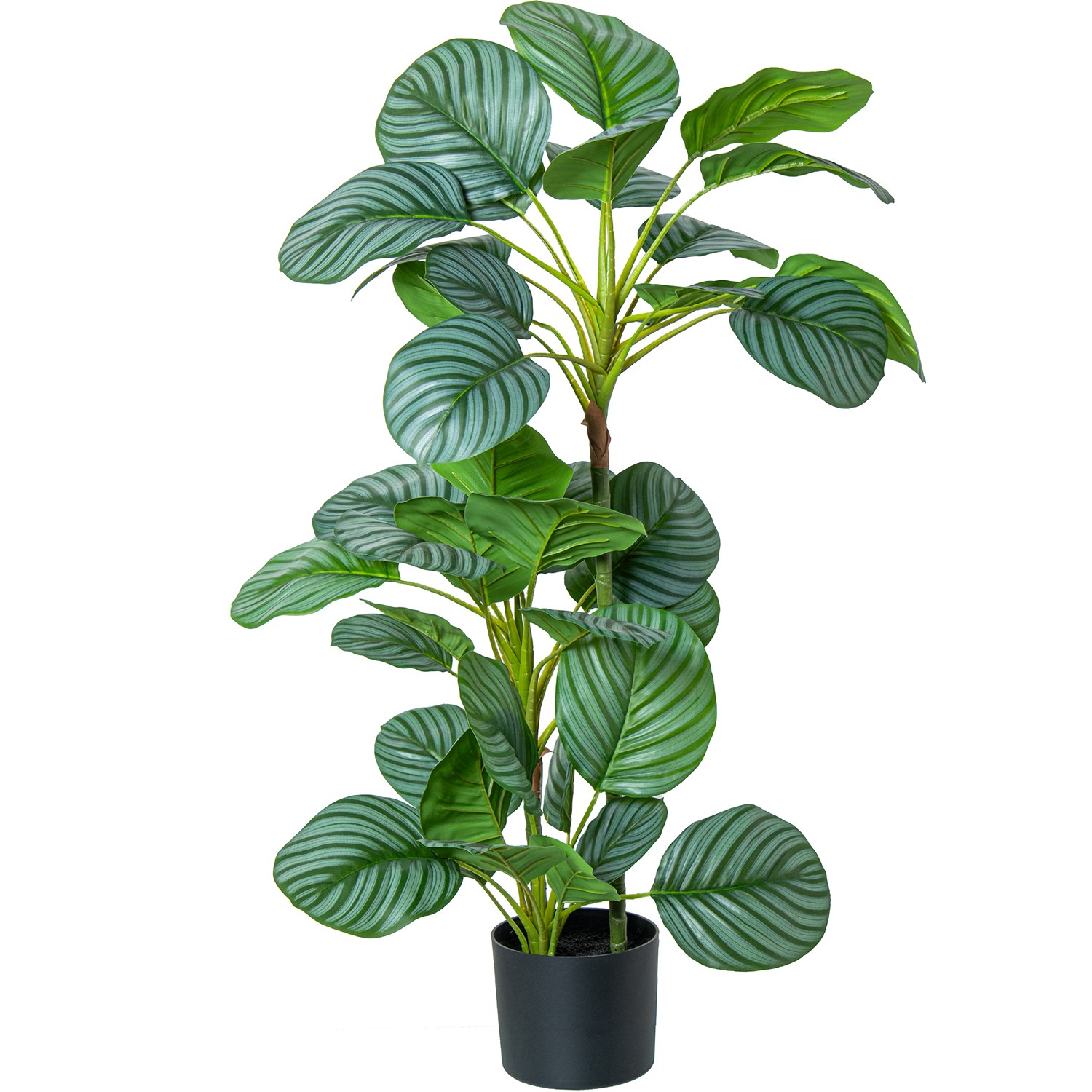 36161-planta-calathea-orbifolia-90cm.jpg