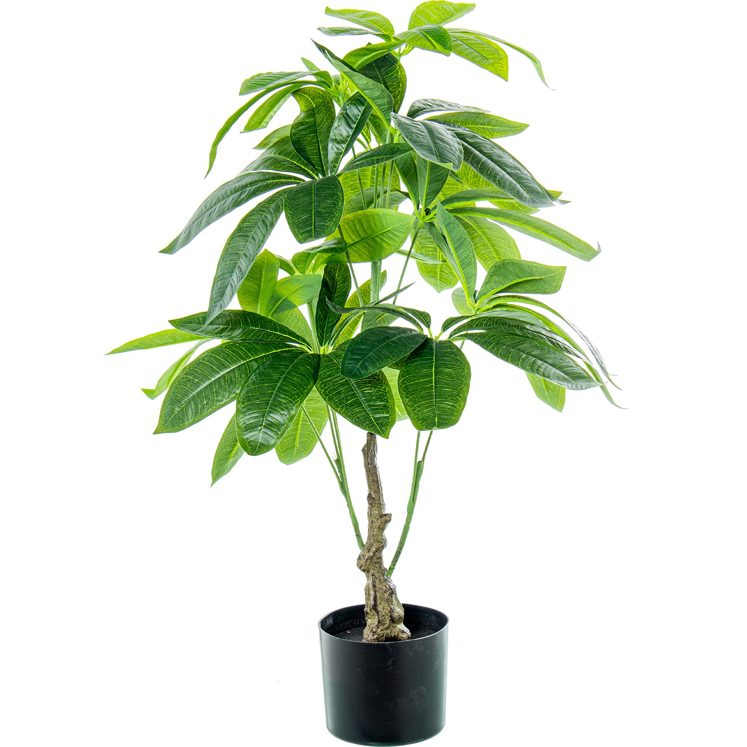 35693-planta-arbol-de-la-fortuna-90-cm-3.jpg