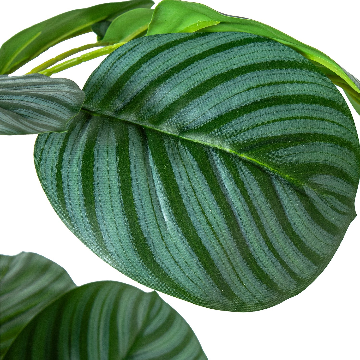 36161-planta-calathea-orbifolia-90cm-1.jpg