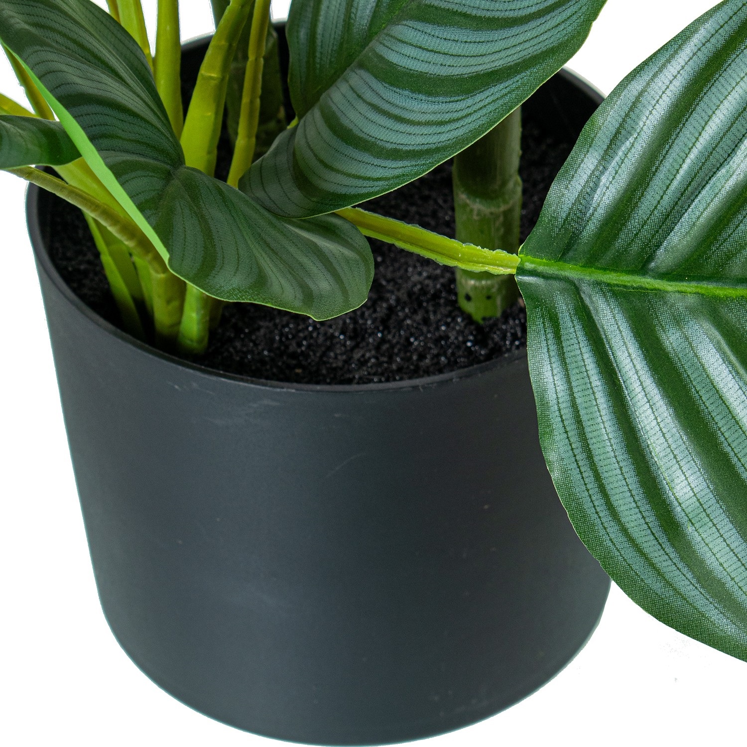 36161-planta-calathea-orbifolia-90cm-2.jpg